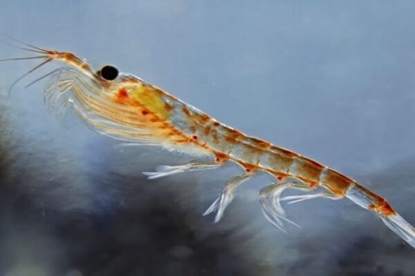 Animal de las profundidades del océano es héroe contra la crisis climática