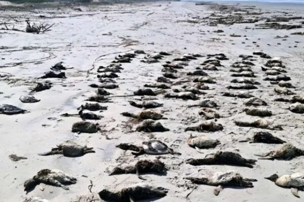 Hallan más de 700 pingüinos muertos en playas de Brasil