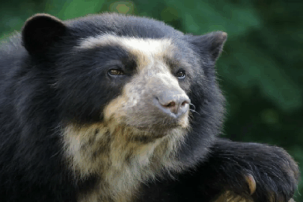 Investigadores venezolanos avanzan en la conservación del Oso Andino