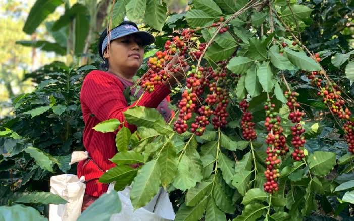 Siembra y Recolección de Café