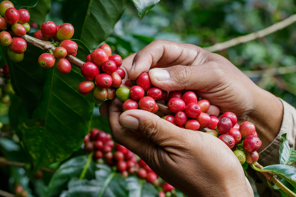 Degustación y Tradición Cafetalera